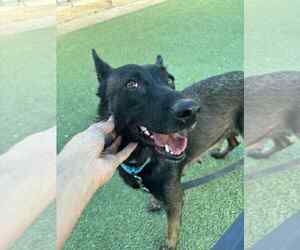 Dutch Shepherd -Unknown Mix Dogs for adoption in Imlay City, MI, USA