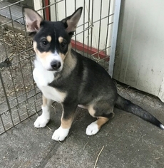 Small Alaskan Husky Mix