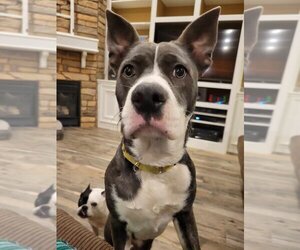 Mutt Dogs for adoption in Katy, TX, USA