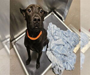 Labrador Retriever-Unknown Mix Dogs for adoption in Denver, CO, USA