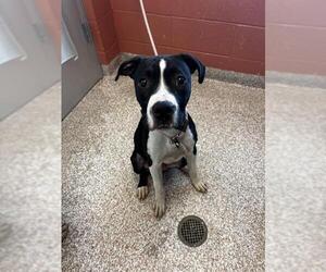 American Pit Bull Terrier Dogs for adoption in Pueblo, CO, USA