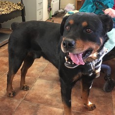 Rottweiler Dogs for adoption in Amarillo, TX, USA