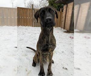 Labrador Retriever-Unknown Mix Dogs for adoption in London, Ontario, Canada