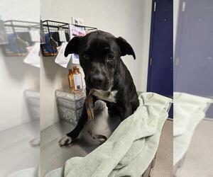 Labrador Retriever Dogs for adoption in Bakersfield, CA, USA