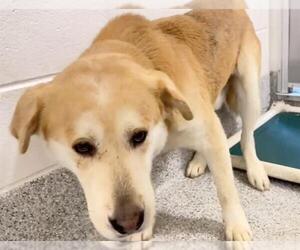 Labrador Retriever-Unknown Mix Dogs for adoption in Houston, TX, USA