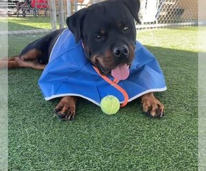 Rottweiler Dogs for adoption in Camarillo, CA, USA