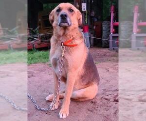 Shepradors Dogs for adoption in Mountain View, AR, USA