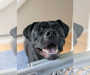 American Pit Bull Terrier-Unknown Mix Dogs for adoption in Germantown, OH, USA