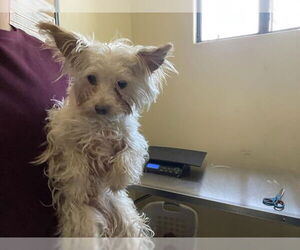Maltipoo Dogs for adoption in Pasadena, CA, USA