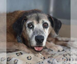 Mutt Dogs for adoption in San Antonio, TX, USA