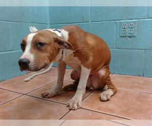 American Pit Bull Terrier Dogs for adoption in Downey, CA, USA