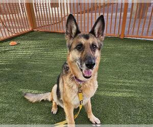 German Shepherd Dog-Unknown Mix Dogs for adoption in Las Vegas, NV, USA