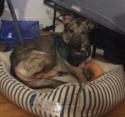 Norwegian Elkhound Dogs for adoption in COLUMBIA, MD, USA