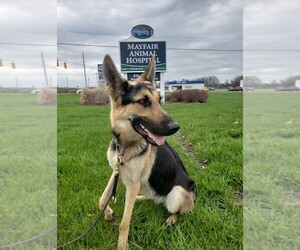 German Shepherd Dog Dogs for adoption in Northville, MI, USA
