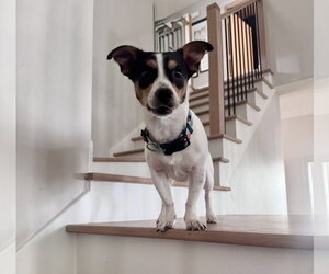 Jack Russell Terrier-Unknown Mix Dogs for adoption in Houston, TX, USA