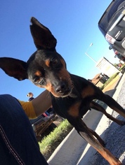 Miniature Pinscher Dogs for adoption in New York, NY, USA