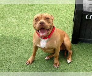 American Pit Bull Terrier Dogs for adoption in Orange, CA, USA