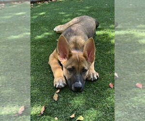 Mutt Dogs for adoption in Pompano Beach , FL, USA