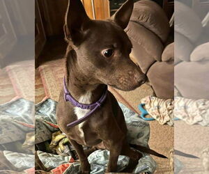 Chihuahua-Unknown Mix Dogs for adoption in Grafton, WI, USA