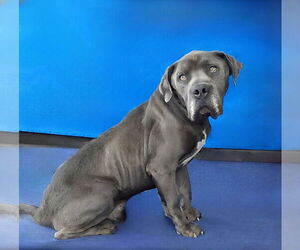 American Pit Bull Terrier-Unknown Mix Dogs for adoption in Pasadena, CA, USA