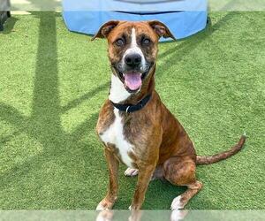 American Pit Bull Terrier-Unknown Mix Dogs for adoption in Orange, CA, USA