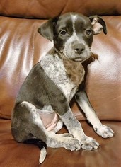 Medium Photo #1 Mutt Puppy For Sale in Mukwonago, WI, USA