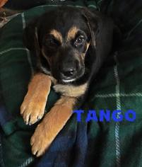 Shepradors Dogs for adoption in Fairmont, WV, USA