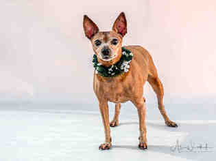 Miniature Pinscher Dogs for adoption in Redlands, CA, USA