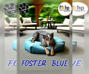 Mutt Dogs for adoption in Menifee, CA, USA