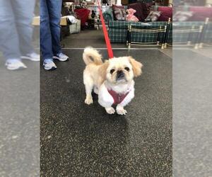 Pekingese Dogs for adoption in Mundelein, IL, USA