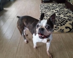 Small Boston Terrier