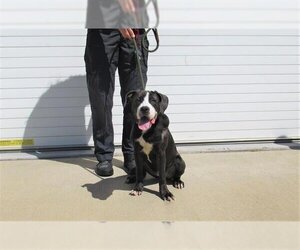 American Pit Bull Terrier Dogs for adoption in Louisville, KY, USA