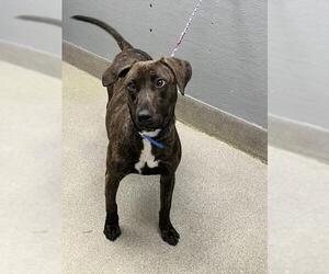 Mutt Dogs for adoption in Las Vegas, NV, USA