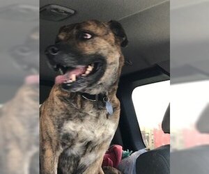 Mountain Cur Dogs for adoption in westminster, CO, USA