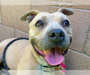 Mutt Dogs for adoption in Moreno Valley, CA, USA