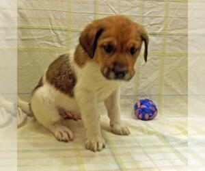 Beagle Dogs for adoption in Fayetteville, TN, USA