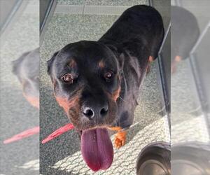 Rottweiler Dogs for adoption in Salisbury, NC, USA