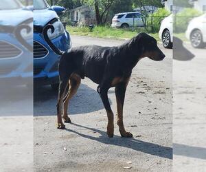 Doberman Pinscher-Unknown Mix Dogs for adoption in San Antonio, TX, USA