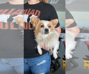 Papillon-Unknown Mix Dogs for adoption in Chico, CA, USA
