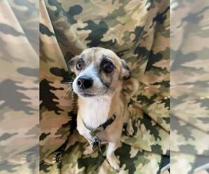 Jack Chi Dogs for adoption in Los Banos, CA, USA