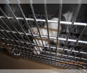 Australian Shepherd Dogs for adoption in Decatur, IL, USA