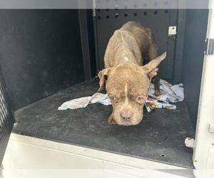 Boston Terrier-Unknown Mix Dogs for adoption in Corona, CA, USA