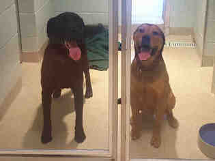Labrador Retriever-Unknown Mix Dogs for adoption in Dedham, MA, USA