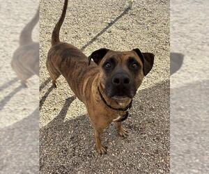 Mastiff-Plott Hound Mix Dogs for adoption in Palmetto, FL, USA