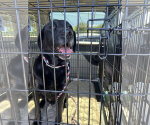 Labrador Retriever-Unknown Mix Dogs for adoption in San Diego, CA, USA