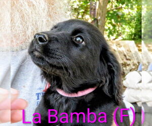 Labrador Retriever-Unknown Mix Dogs for adoption in Aurora, IN, USA