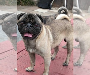 Pug-Unknown Mix Dogs for adoption in Princeton, MN, USA