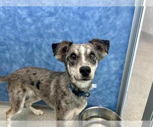 Catahoula Leopard Dog-Unknown Mix Dogs for adoption in Fort Collins, CO, USA