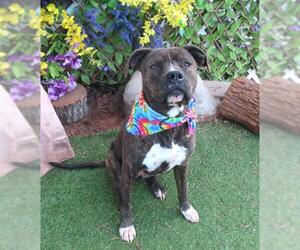 Staffordshire Bull Terrier-Unknown Mix Dogs for adoption in Oklahoma City, OK, USA