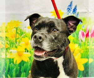 American Pit Bull Terrier Dogs for adoption in Jackson , NJ, USA